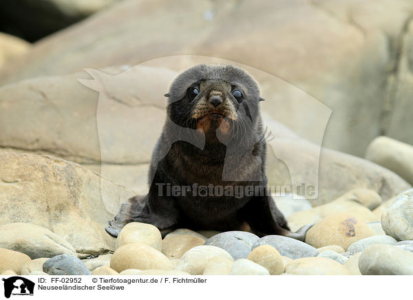 Neuseelndischer Seelwe / Hooker's sea lion / FF-02952