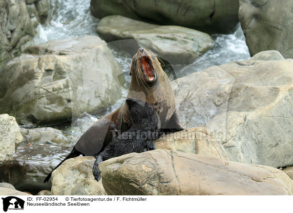Neuseelndische Seelwen / Hooker's sea lions / FF-02954