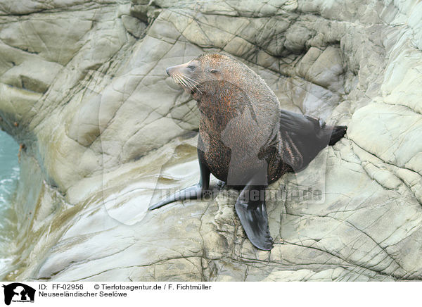 Neuseelndischer Seelwe / Hooker's sea lion / FF-02956