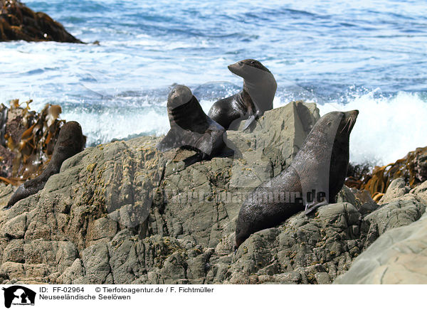 Neuseelndische Seelwen / Hooker's sea lions / FF-02964