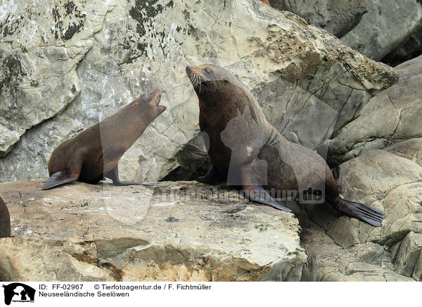 Neuseelndische Seelwen / Hooker's sea lions / FF-02967