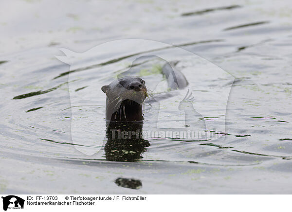 Nordamerikanischer Fischotter / northern american river otter / FF-13703