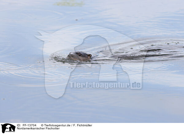 Nordamerikanischer Fischotter / northern american river otter / FF-13704