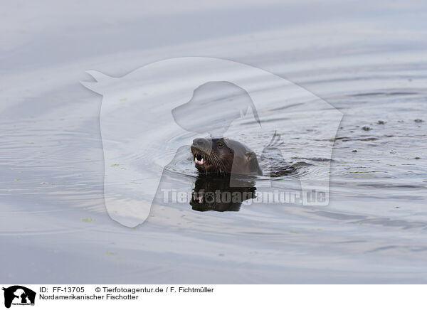 Nordamerikanischer Fischotter / northern american river otter / FF-13705