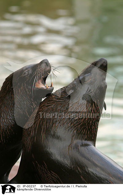 kmpfende Ohrenrobbe / fighting seals / IP-00237