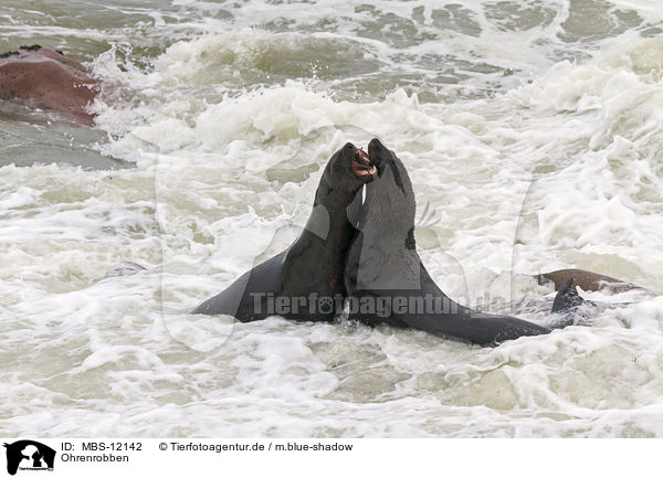 Ohrenrobben / MBS-12142
