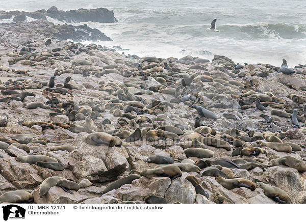 Ohrenrobben / eared seals / MBS-12171