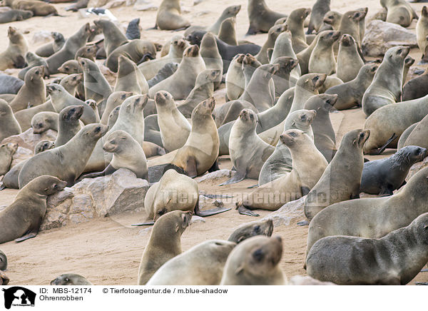 Ohrenrobben / eared seals / MBS-12174