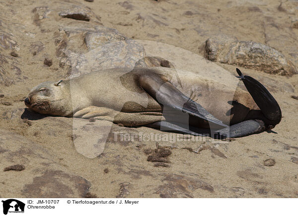 Ohrenrobbe / JM-10707