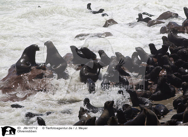 Ohrenrobben / eared seals / JM-10712