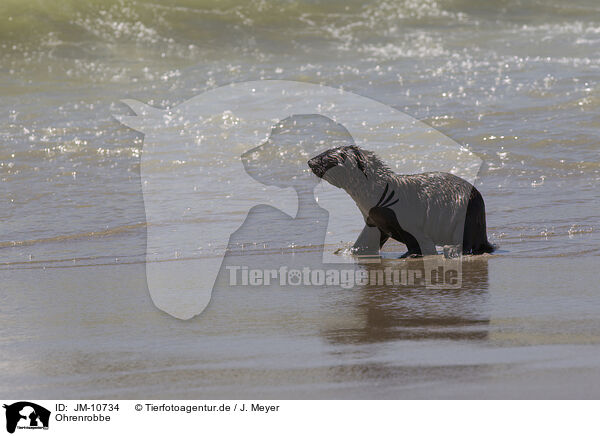 Ohrenrobbe / eared seal / JM-10734