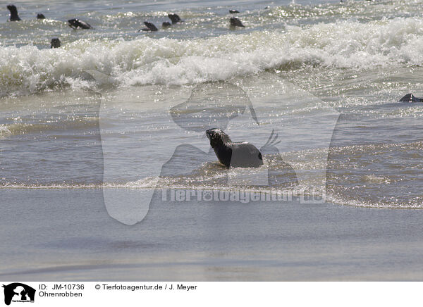 Ohrenrobben / JM-10736