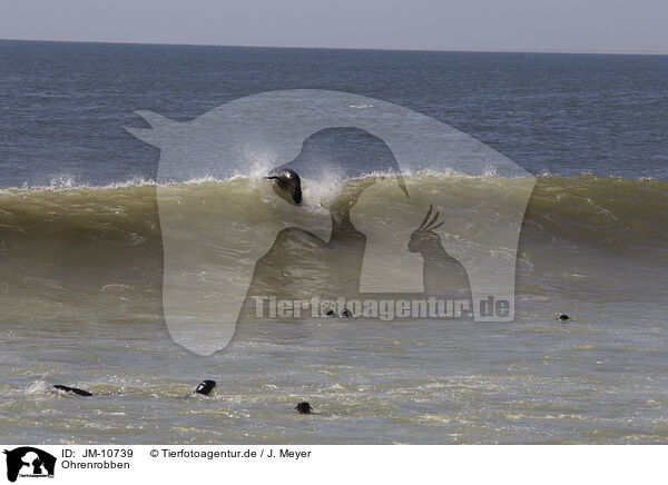 Ohrenrobben / JM-10739