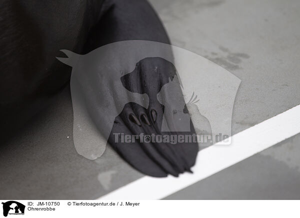 Ohrenrobbe / JM-10750