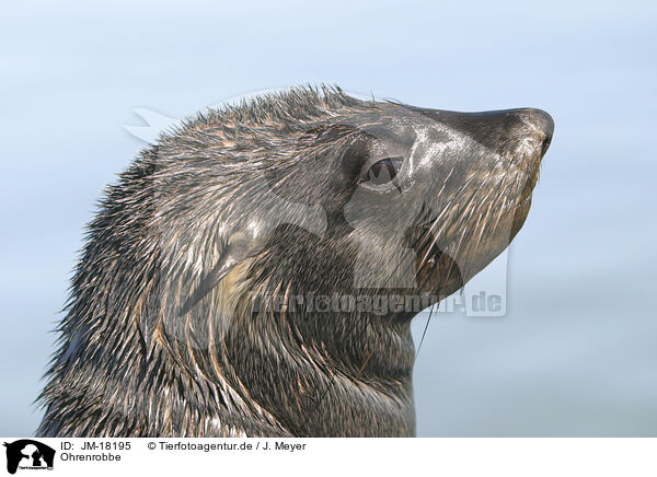 Ohrenrobbe / JM-18195