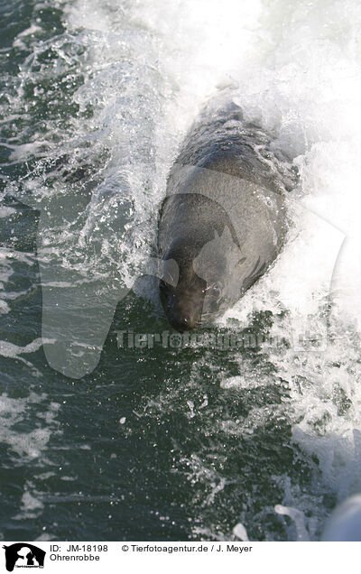Ohrenrobbe / JM-18198