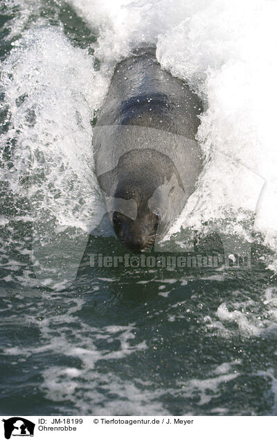 Ohrenrobbe / JM-18199