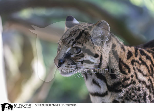Ozelot Portrait / Ocelot portrait / PW-05426