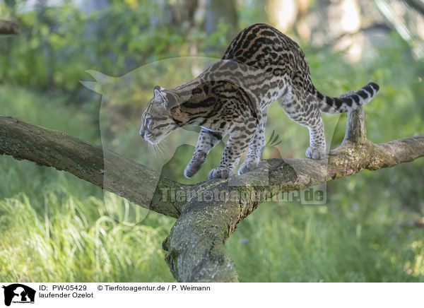 laufender Ozelot / walking Ocelot / PW-05429
