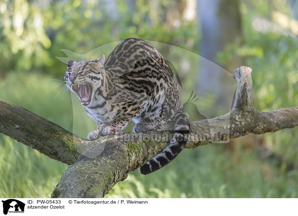 sitzender Ozelot / sitting Ocelot / PW-05433