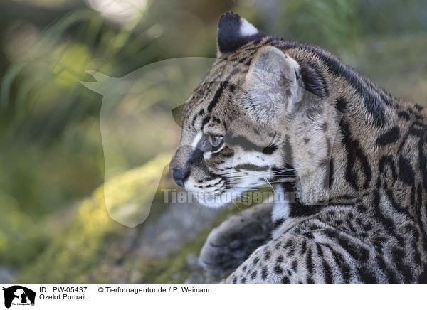 Ozelot Portrait / Ocelot portrait / PW-05437