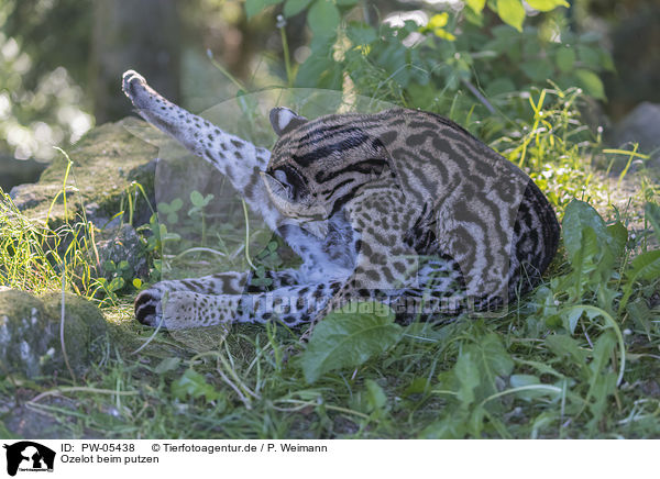 Ozelot beim putzen / Ocelot while cleaning / PW-05438