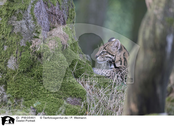 Ozelot Portrait / Ocelot portrait / PW-05461