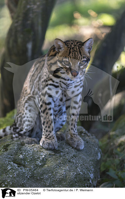 sitzender Ozelot / sitting Ocelot / PW-05464