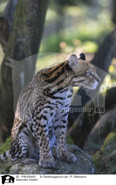 sitzender Ozelot / sitting Ocelot / PW-05465