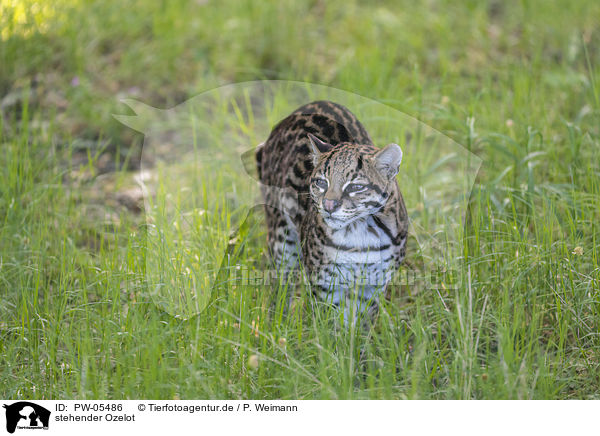 stehender Ozelot / standing Ocelot / PW-05486