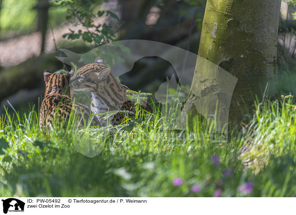 zwei Ozelot im Zoo / PW-05492