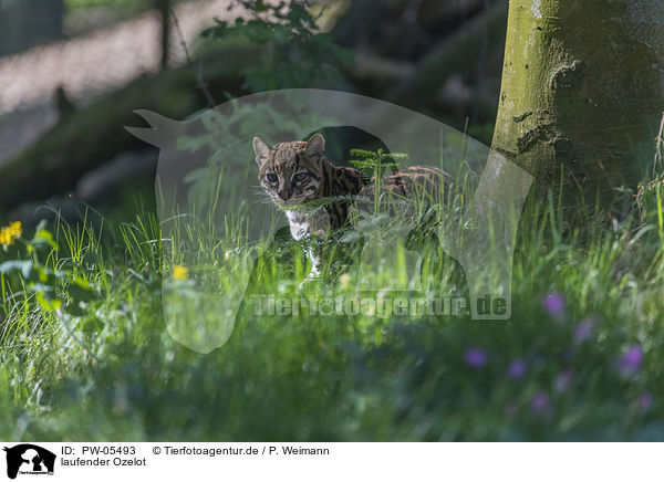 laufender Ozelot / walking Ocelot / PW-05493