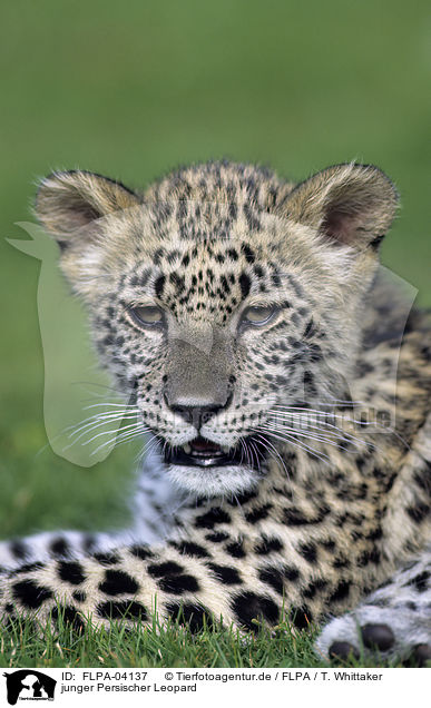 junger Persischer Leopard / young Persian leopard / FLPA-04137