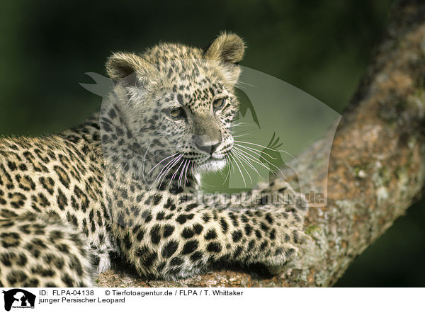 junger Persischer Leopard / FLPA-04138