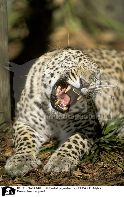 Persischer Leopard / Persian leopard / FLPA-04140