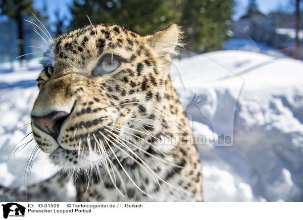 Persischer Leopard Portrait / Persian Leopard portrait / IG-01509