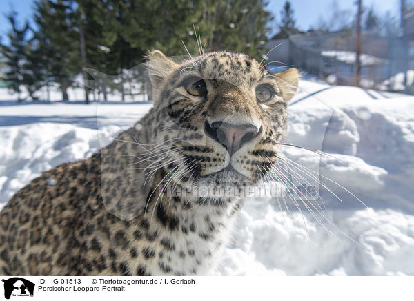 Persischer Leopard Portrait / IG-01513