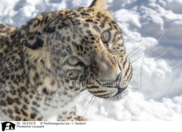 Persischer Leopard / Persian Leopard / IG-01515