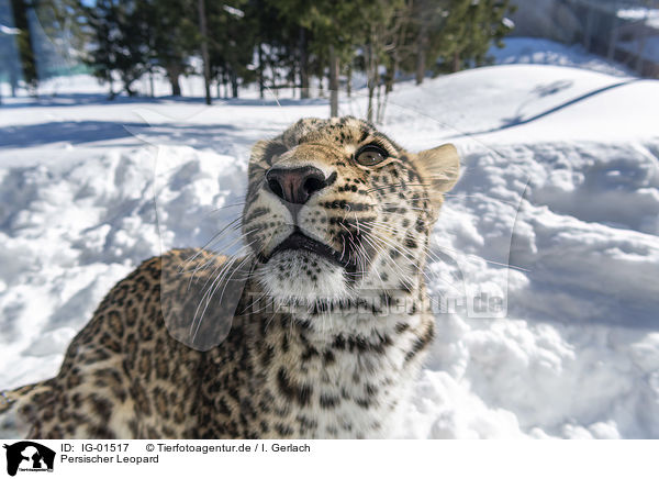 Persischer Leopard / IG-01517