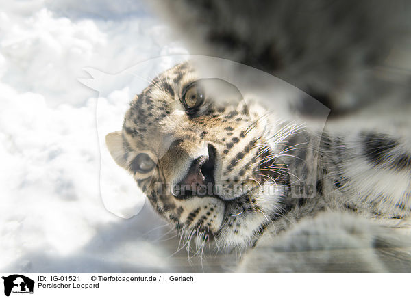 Persischer Leopard / IG-01521
