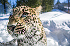 Persischer Leopard Portrait