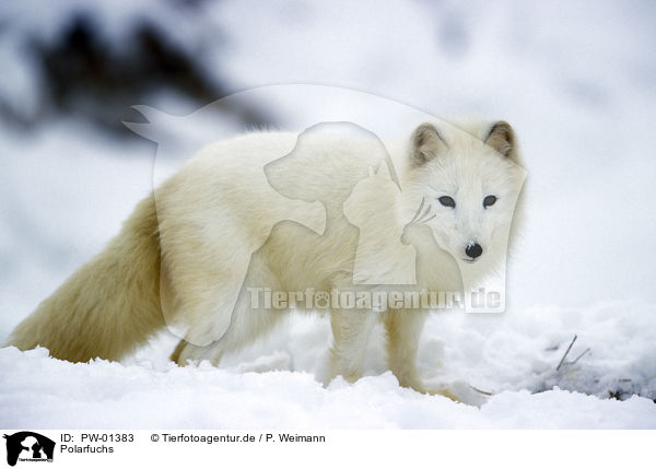 Polarfuchs / PW-01383