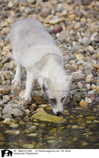 trinkender Polarfuchs / drinking Polar Fox / MAZ-01336