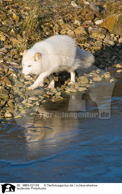 laufender Polarfuchs / walking arctic fox / MBS-02156
