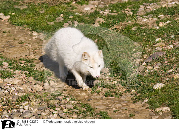 Polarfuchs / polar fox / MBS-02279