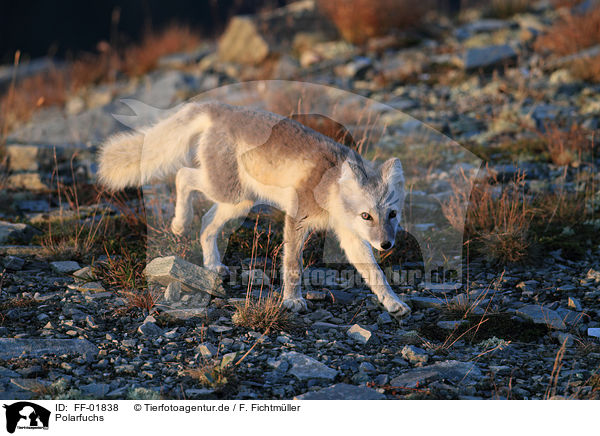 Polarfuchs / arctic fox / FF-01838