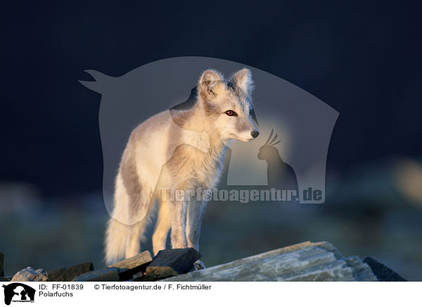 Polarfuchs / arctic fox / FF-01839