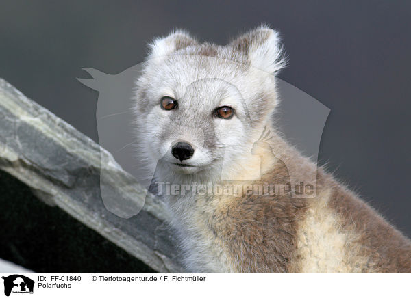 Polarfuchs / arctic fox / FF-01840