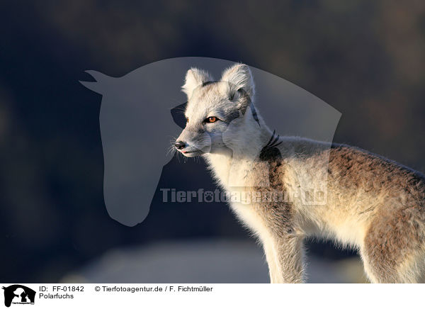 Polarfuchs / arctic fox / FF-01842
