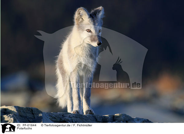 Polarfuchs / arctic fox / FF-01844